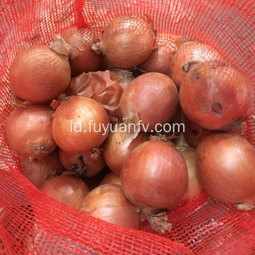 Bawang Gansu 2019 dengan harga bagus